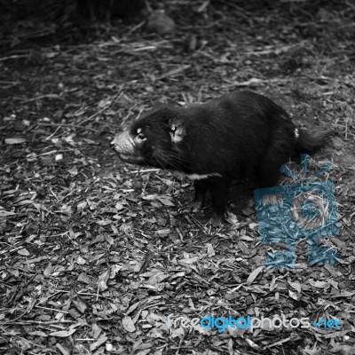 Tasmanian Devil Found During The Day In Tasmania Stock Photo