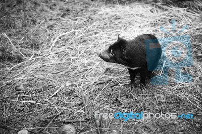 Tasmanian Devil Found During The Day In Tasmania Stock Photo