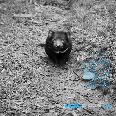 Tasmanian Devil Found During The Day In Tasmania Stock Photo