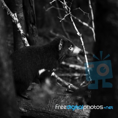 Tasmanian Devil Found During The Day In Tasmania Stock Photo