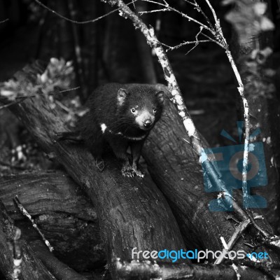 Tasmanian Devil Found During The Day In Tasmania Stock Photo