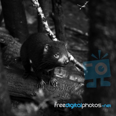 Tasmanian Devil Found During The Day In Tasmania Stock Photo