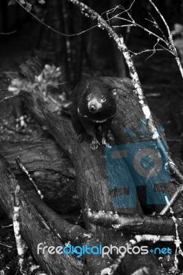 Tasmanian Devil Found During The Day In Tasmania Stock Photo