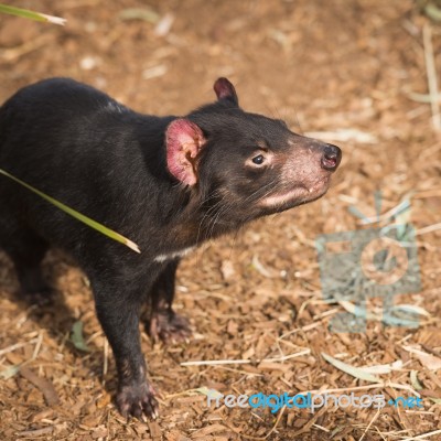 Tasmanian Devil In Hobart, Tasmania Stock Photo