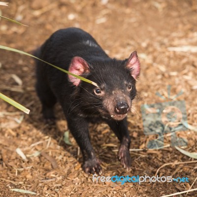 Tasmanian Devil In Hobart, Tasmania Stock Photo