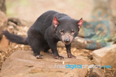 Tasmanian Devil In Hobart, Tasmania Stock Photo