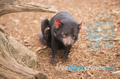 Tasmanian Devil In Hobart, Tasmania Stock Photo