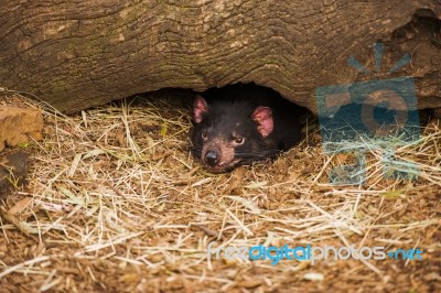 Tasmanian Devil In Hobart, Tasmania Stock Photo