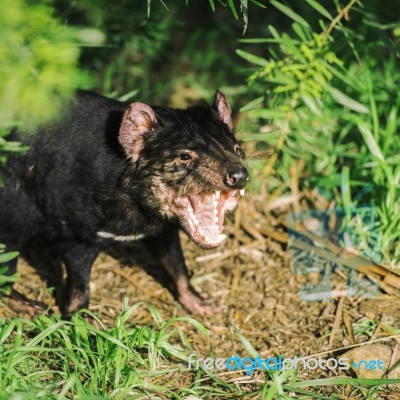 Tasmanian Devil In Hobart, Tasmania Stock Photo