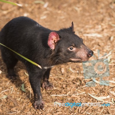 Tasmanian Devil In Hobart, Tasmania Stock Photo