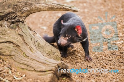 Tasmanian Devil In Hobart, Tasmania Stock Photo