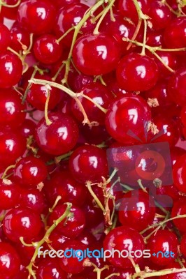 Tasty Red Currant Berries Stock Photo