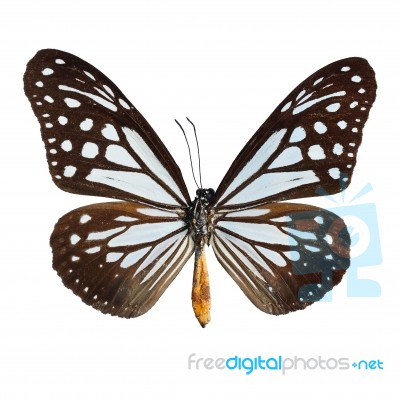 Tawny Mime Butterfly Stock Photo