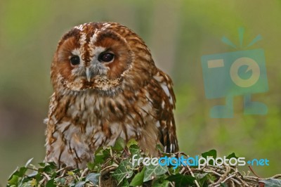 Tawny Owl Stock Photo