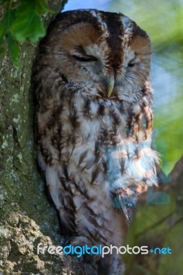 Tawny Owl (strix Aluco) Stock Photo