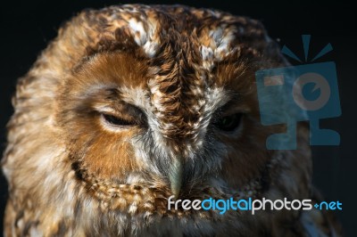 Tawny Owl (strix Aluco) Stock Photo