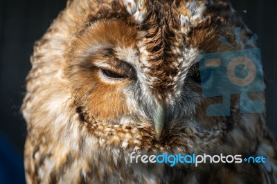 Tawny Owl (strix Aluco) Stock Photo