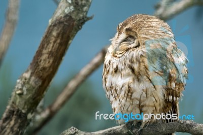 Tawny Owl (strix Aluco) Stock Photo