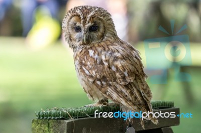 Tawny Owl (strix Aluco) Stock Photo