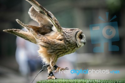 Tawny Owl (strix Aluco) Stock Photo