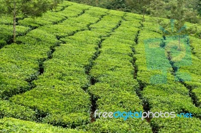 Tea Estate Stock Photo