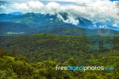 Tea Estate Stock Photo