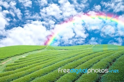 Tea Estate With Rainbow Stock Photo