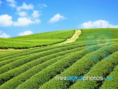 Tea Farm Stock Photo