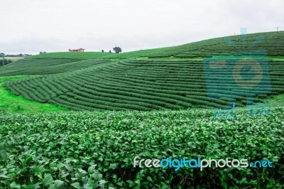 Tea Farm With Nature Stock Photo