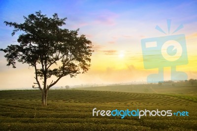 Tea Field At Chiangrai Thailand Stock Photo