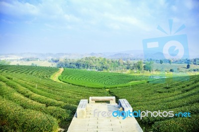 Tea Field At Chiangrai Thailand Stock Photo