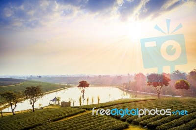 Tea Field At Chiangrai Thailand Stock Photo