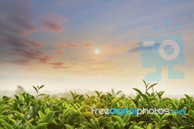 Tea Field At Chiangrai Thailand Stock Photo