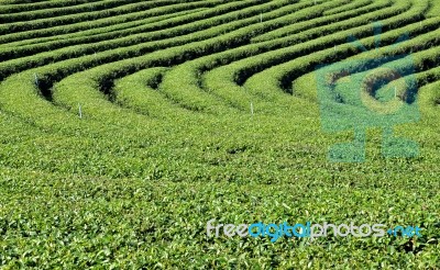 Tea Garden Stock Photo