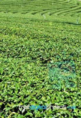 Tea Garden Stock Photo