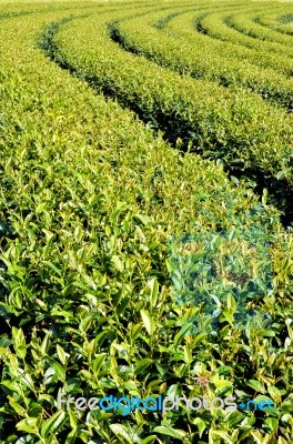 Tea Garden Stock Photo