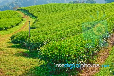 Tea Garden On Mountatin In North Of Thailand Stock Photo