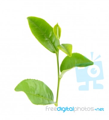 Tea Leaf Isolated On The White Background Stock Photo