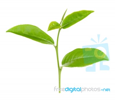 Tea Leaf Isolated On The White Background Stock Photo