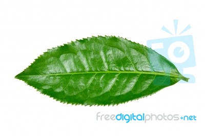 Tea Leaf Isolated On The White Background Stock Photo