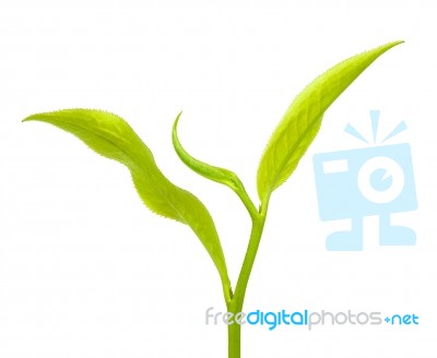 Tea Leaf Isolated On The White Background Stock Photo