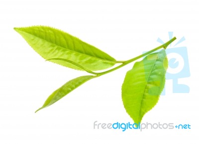 Tea Leaf Isolated On The White Background Stock Photo