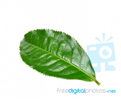 Tea Leaf Isolated On The White Background Stock Photo