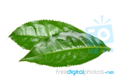 Tea Leaf Isolated On The White Background Stock Photo