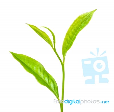 Tea Leaf Isolated On The White Background Stock Photo