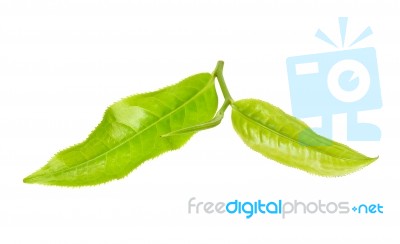 Tea Leaf Isolated On The White Background Stock Photo