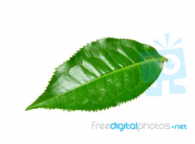 Tea Leaf Isolated On The White Background Stock Photo