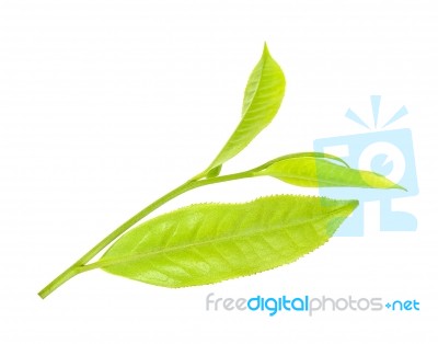 Tea Leaf Isolated On The White Background Stock Photo