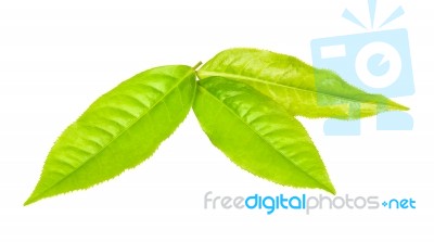 Tea Leaf Isolated On The White Background Stock Photo