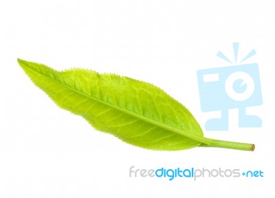 Tea Leaf Isolated On The White Background Stock Photo